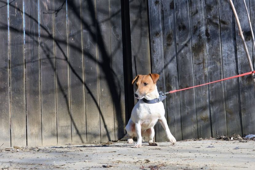  - Jack Russell Terrier-mascul monta-femele- cățeluși