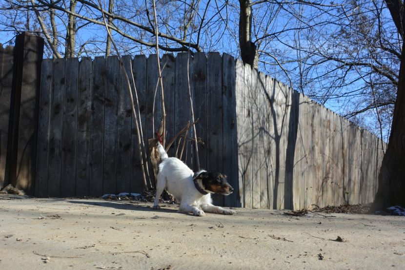  - Jack Russell Terrier-mascul monta-femele- cățeluși