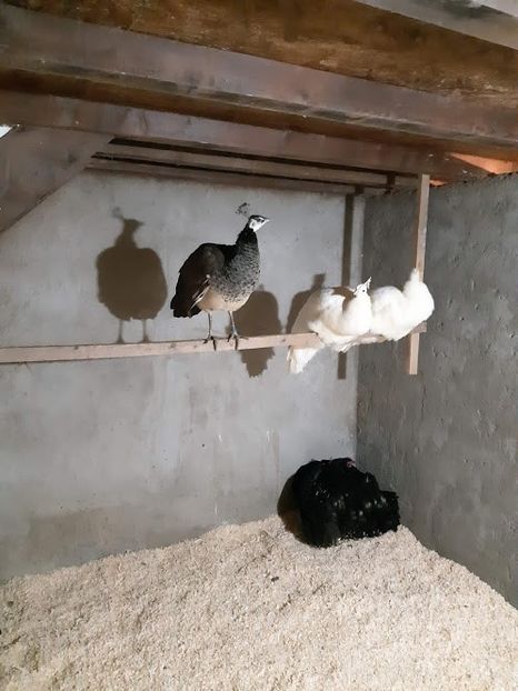  - Pauni