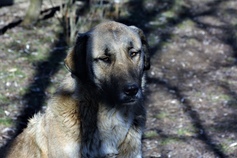  - KANGAL- ciobanesc de Anatolia - avem catei disponibili 0744351924