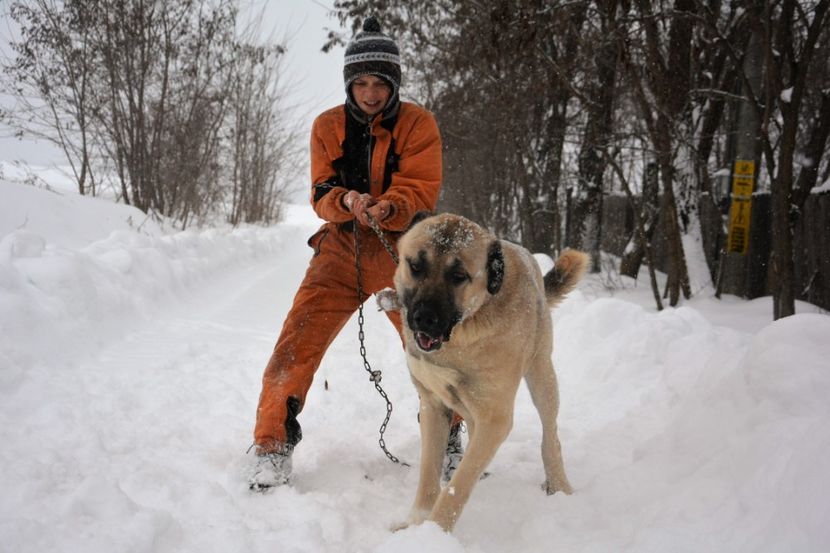  - KANGAL- ciobanesc de Anatolia - avem catei disponibili 0744351924