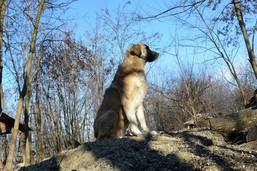  - KANGAL- ciobanesc de Anatolia - avem catei disponibili 0744351924