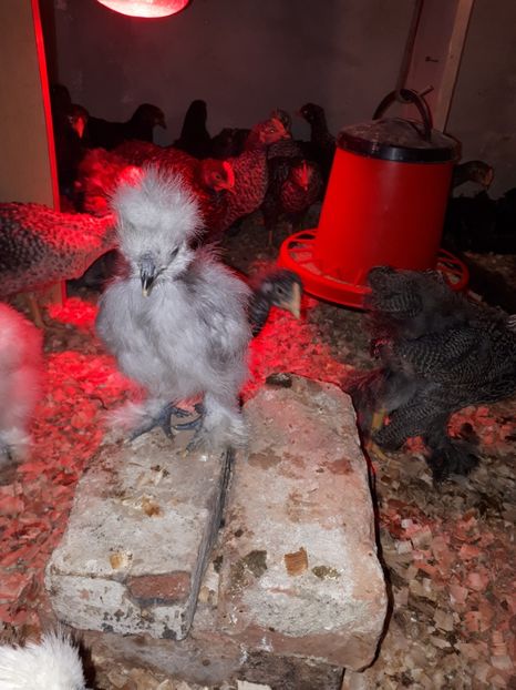  - Matase japoneza 2020