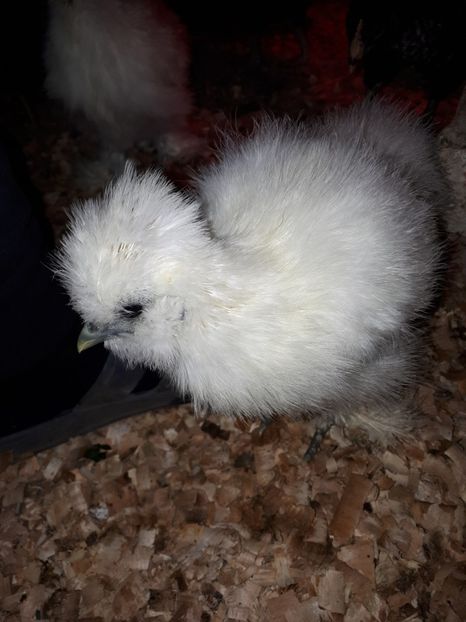  - Matase japoneza 2020