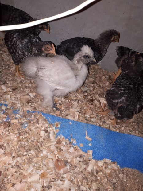  - Matase japoneza 2020