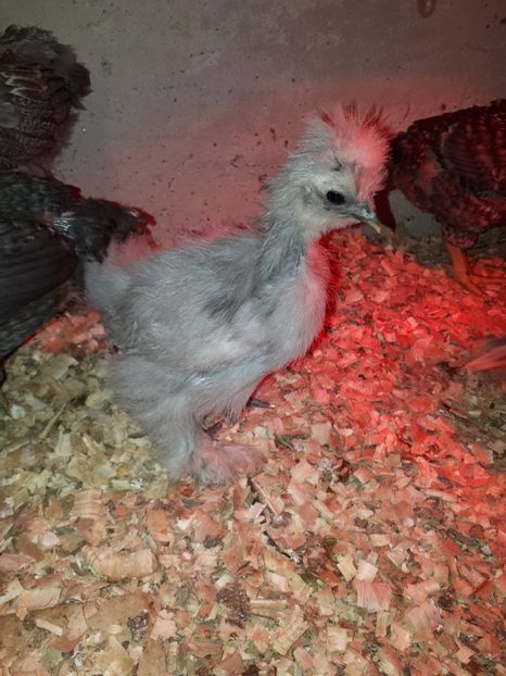  - Matase japoneza 2020