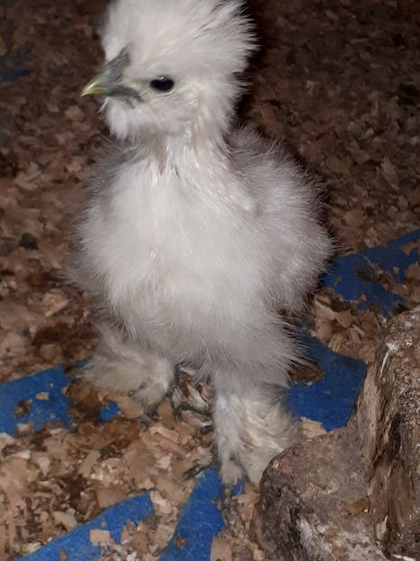  - Matase japoneza 2020