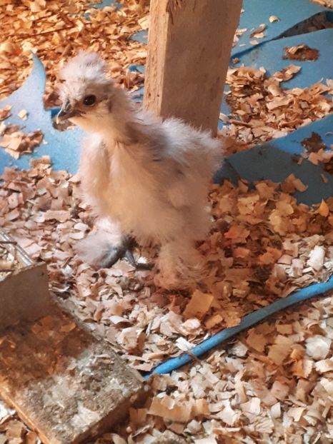  - Matase japoneza 2020