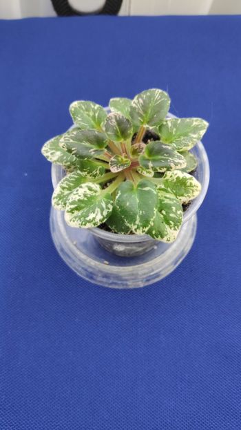 1 apr - N Lesnoy Rodnik