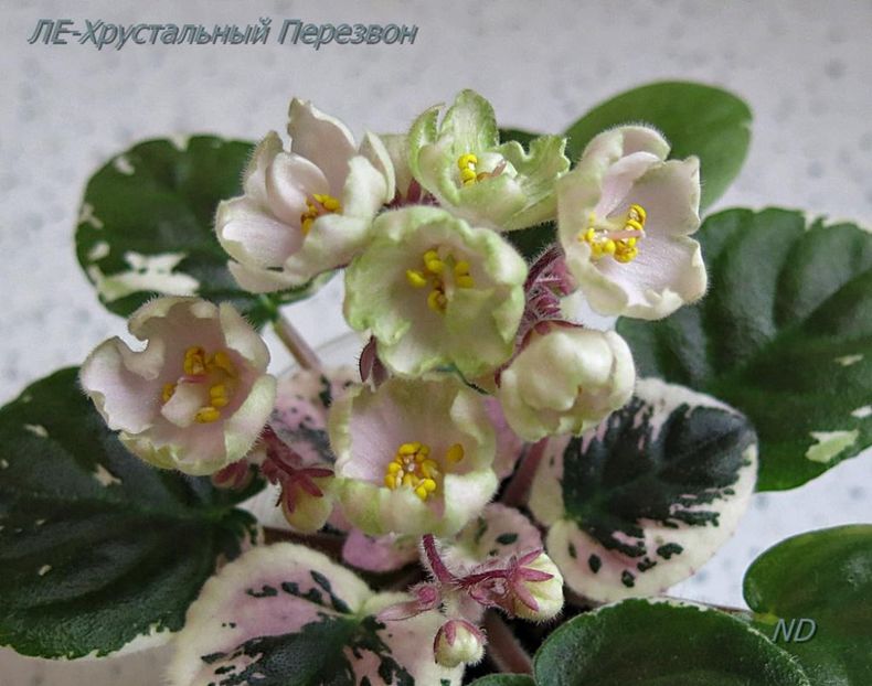 LE Crystal  Chime poza net - LE Crystal Chime