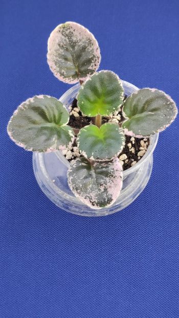 1 apr - EK Melodia Dushy