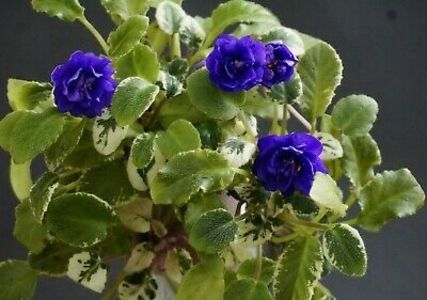 LE Rio Grande poza net - LE Rio Grande