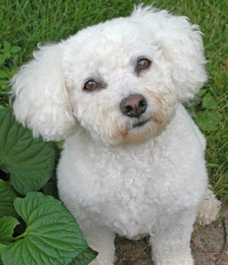 bichon-frise - Cainii