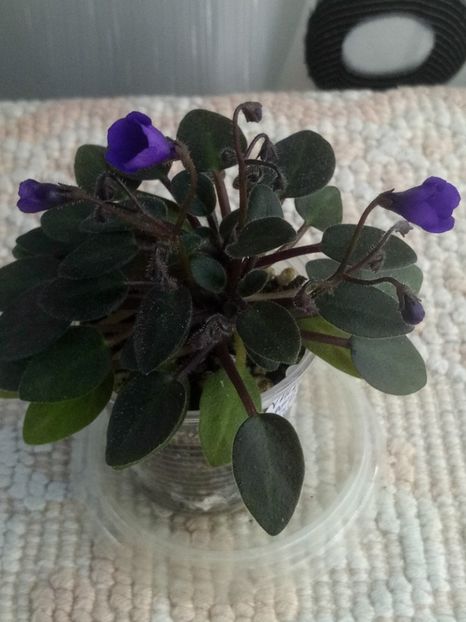 22 mar - Vallarta Campanas Moradas