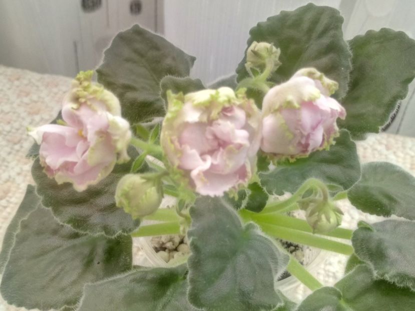 30 mar - LE Parnasskaja Roza