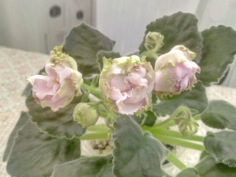 30 mar - LE Parnasskaja Roza