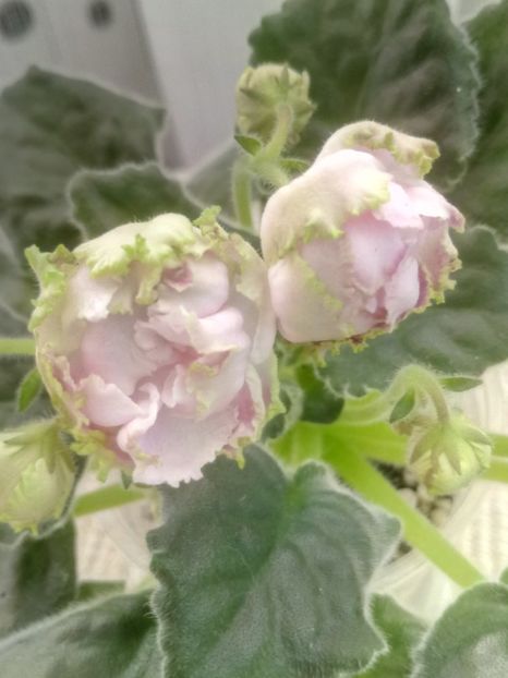 30 mar - LE Parnasskaja Roza