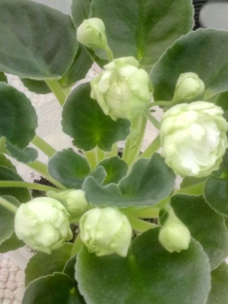 30 mar - ZZ Irish Glen