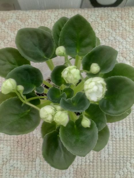 30 mar - ZZ Irish Glen