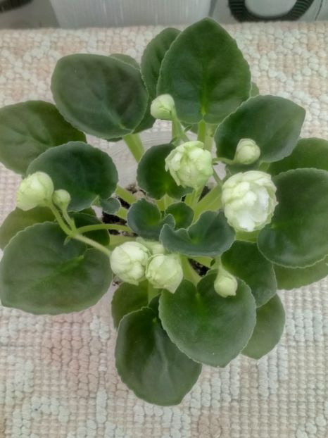 30 mar - ZZ Irish Glen