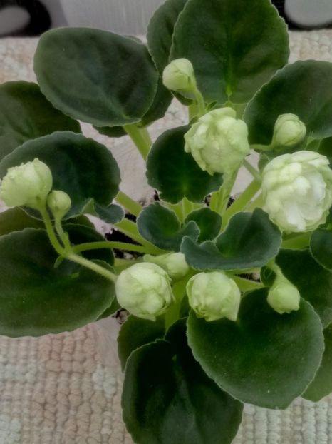 30 mar - ZZ Irish Glen