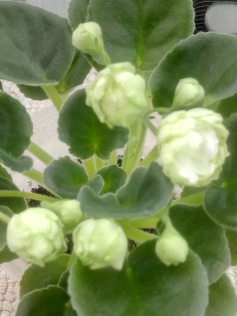 30 mar - ZZ Irish Glen