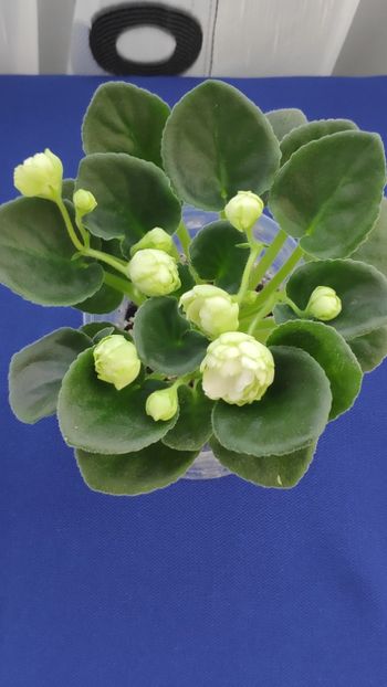 1 apr - ZZ Irish Glen