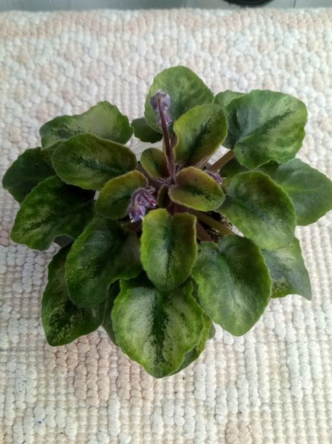 22 mar - LE Shining Star