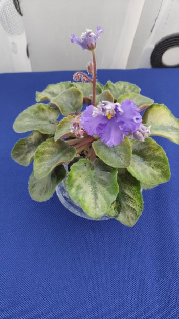 1 apr - LE Shining Star