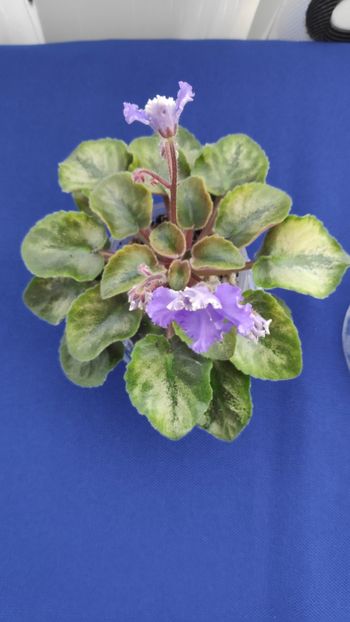 1 apr - LE Shining Star