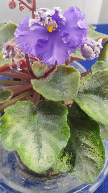 1 apr - LE Shining Star