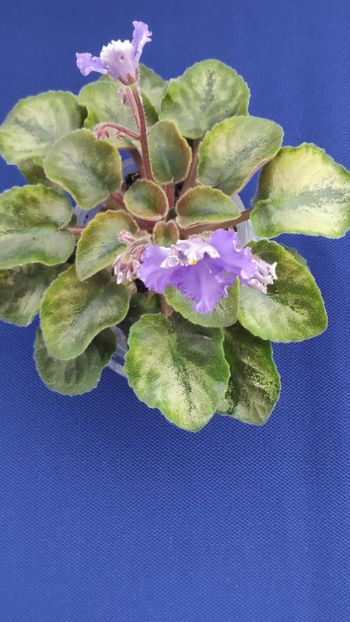 1 apr - LE Shining Star