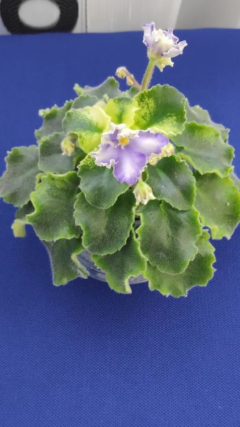 1 apr - LE Shining Star