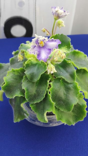 1 apr - LE Shining Star