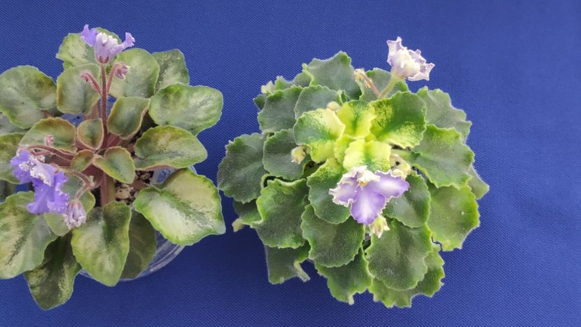 1 apr - LE Shining Star