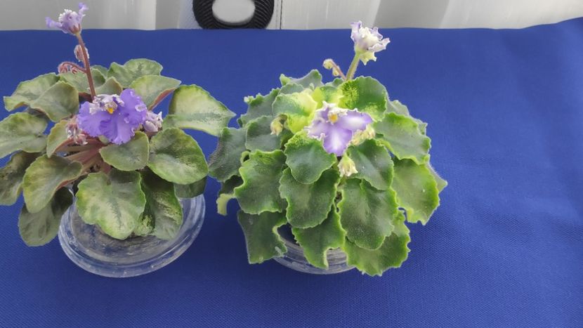 1 apr - LE Shining Star