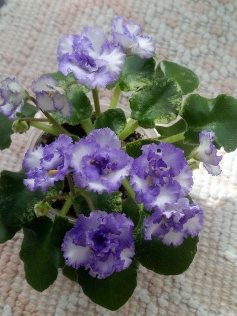 28 mar - LE Almaznaya Pyl