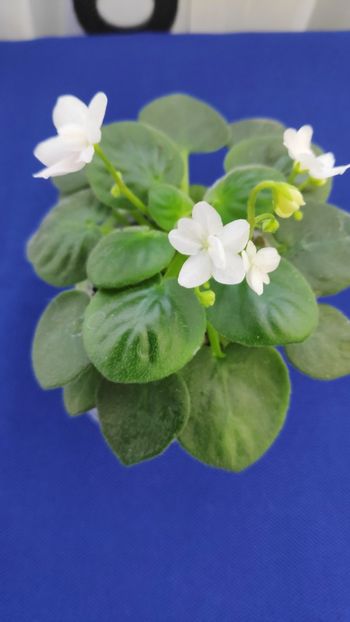 1 apr - ZZ White Roby