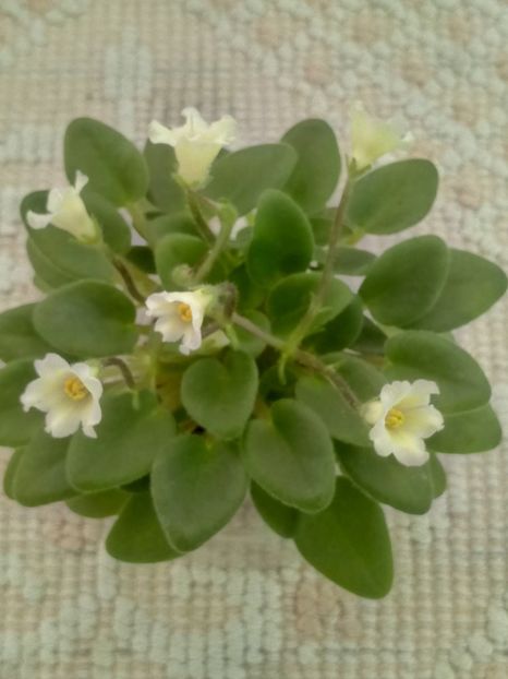 30 mar - Senk s Alchemy Yellow Bells