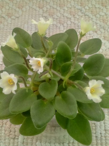 30 mar - Senk s Alchemy Yellow Bells