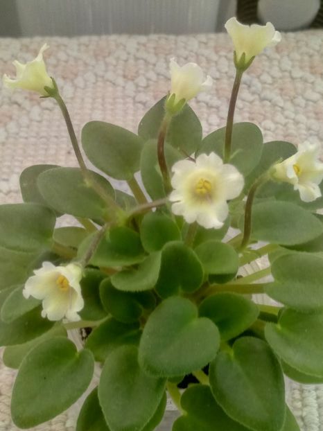 30 mar - Senk s Alchemy Yellow Bells