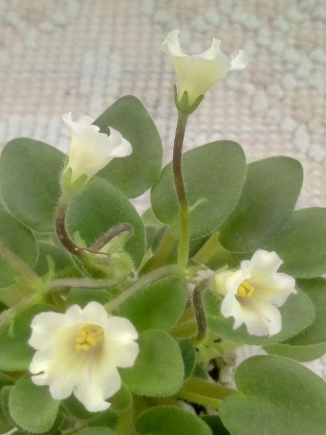 30 mar - Senk s Alchemy Yellow Bells