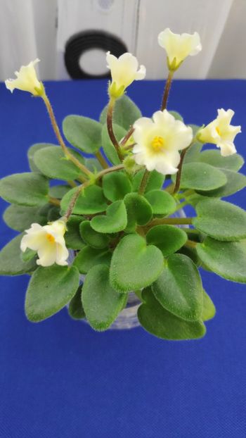 1 apr - Senk s Alchemy Yellow Bells