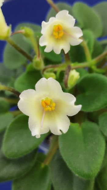 1 apr - Senk s Alchemy Yellow Bells