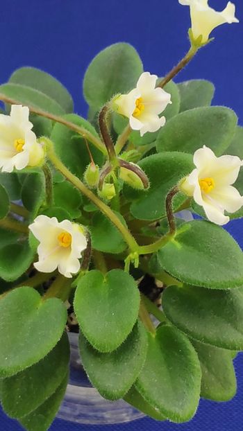 1 apr - Senk s Alchemy Yellow Bells