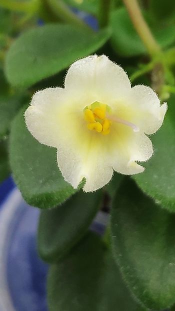 1 apr - Senk s Alchemy Yellow Bells