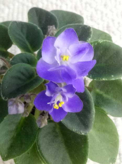 22 mar - ZZ Shirl s Bright Sky