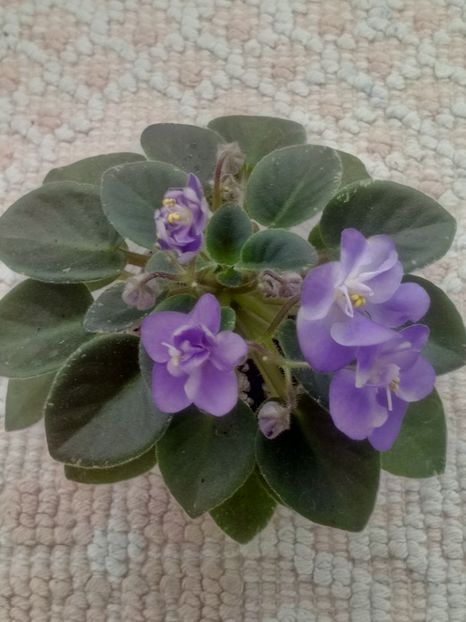 28 mar - ZZ Shirl s Bright Sky