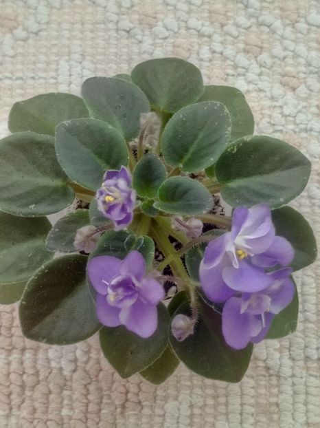 28 mar - ZZ Shirl s Bright Sky