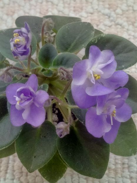 28 mar - ZZ Shirl s Bright Sky